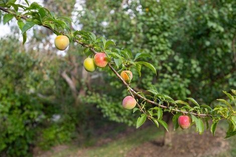 Photo of property in 7 Dobsons Lane, Kelvin Grove, Palmerston North, 4470