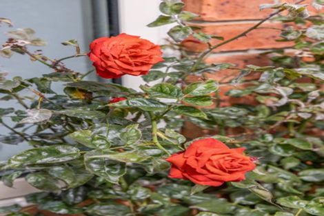 Photo of property in 7 Malthouse Lane, Heathcote Valley, Christchurch, 8022