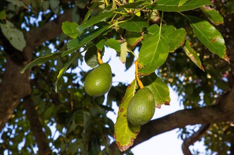 Photo of property in 1006 Glenhope Street, Mahora, Hastings, 4120