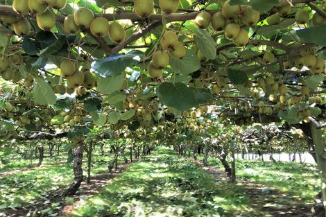 Photo of property in 92 Dudley Vercoe Drive, Te Puke, 3182