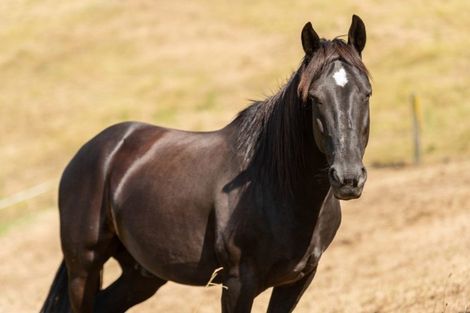 Photo of property in 50 Corbett Drive, Minden, Tauranga, 3176