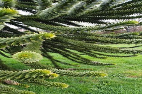 Photo of property in 61 Shannon Street, Ohakune, 4625