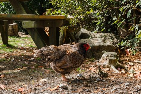 Photo of property in 289 Otuhi Road, Wheki Valley, Whangarei, 0179