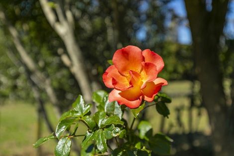 Photo of property in 25 Wyn Close, Kaukapakapa, 0871