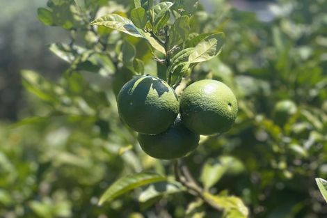 Photo of property in 94 Hibiscus Coast Highway, Red Beach, 0932