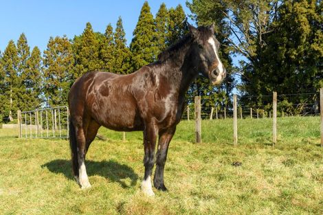 Photo of property in 1128d Omanawa Road, Omanawa, Tauranga, 3171