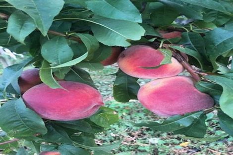 Photo of property in 132 Round Hill Road, Loburn, 7472