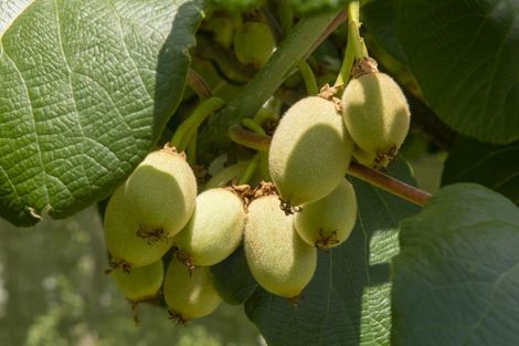 Photo of property in 186 Beach Road, Katikati, 3178