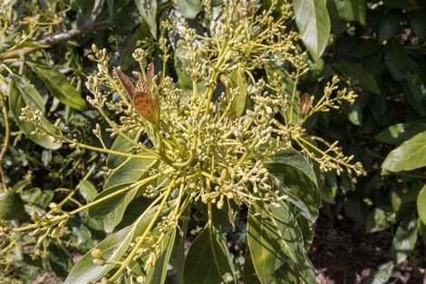 Photo of property in 1555c State Highway 2, Whakamarama, Katikati, 3181