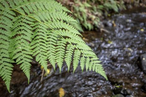 Photo of property in 137 Kiritaki Road, Dannevirke, 4972