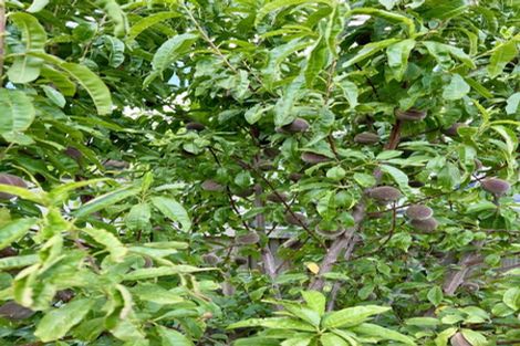 Photo of property in 19 Normanby Street, Rakaia, 7710