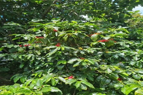 Photo of property in 656 One Tree Point Road, Ruakaka, Whangarei, 0171