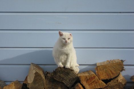 Photo of property in 53a County Road, Kaikorai, Dunedin, 9010