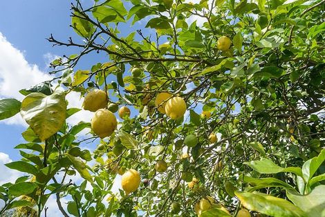 Photo of property in 73 Havelock Avenue, Westbrook, Palmerston North, 4412