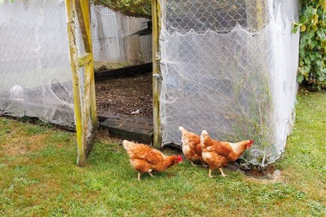 Photo of property in 260 Cambridge Avenue, Ashhurst, 4810