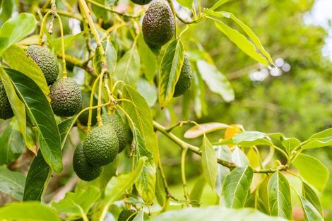 Photo of property in 381 Tara Road, Mangawhai, 0573