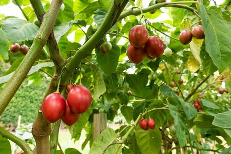 Photo of property in 25 Cottle Hill Drive, Kerikeri, 0293