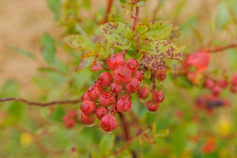 Photo of property in 790 Pungaere Road, Waipapa, 0295