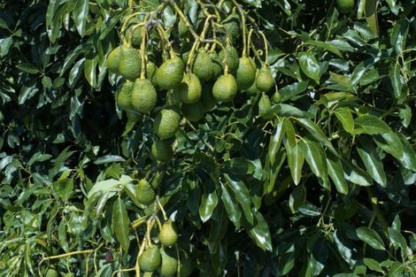 Photo of property in 56 Plummer Road, Whakamarama, Tauranga, 3179