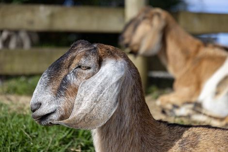 Photo of property in 308 Henderson Valley Road, Henderson Valley, Auckland, 0612