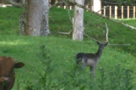 Photo of property in 116 Tauwharenikau Road, Tututawa, Stratford, 4392