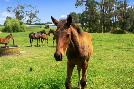 Photo of property in 570 Tauranga Road, Te Poi, Matamata, 3473