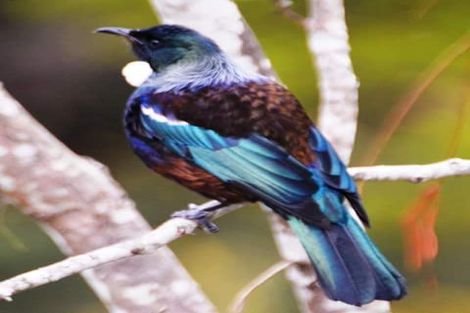 Photo of property in 89 Bethells Road, Waitakere, Auckland, 0782