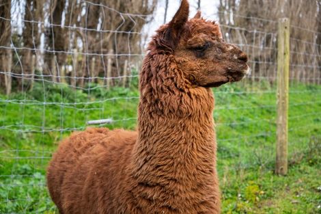 Photo of property in 8 Ingram Road, Waerengaahika, Gisborne, 4071