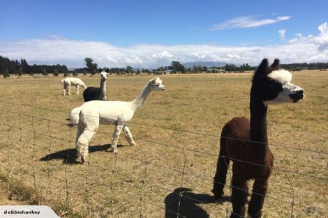 Photo of property in 56 Paritai Lane, Amberley, 7481