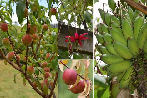 Photo of property in 318 Franklin Road, Paparoa, 0571