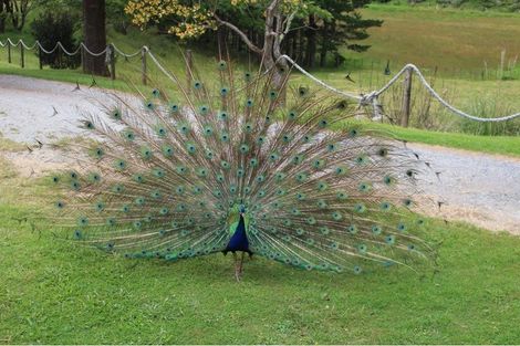 Photo of property in 71 Hukatere Road, Pukenui, Kaitaia, 0484