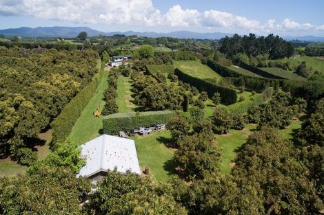 Photo of property in 313 Youngson Road, Whakamarama, Tauranga, 3179