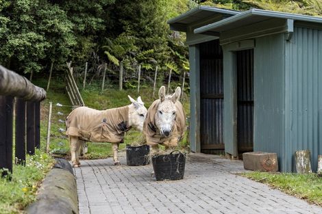 Photo of property in 725 Woodcocks Road, Kaipara Flats, Warkworth, 0981