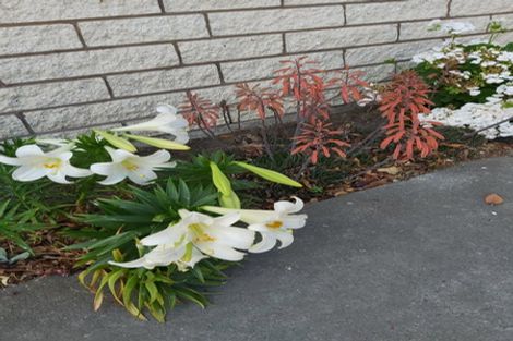 Photo of property in 1/24 Toorak Avenue, Avonhead, Christchurch, 8042