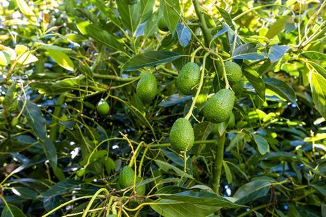 Photo of property in 75 Mill Road, Lower Vogeltown, New Plymouth, 4310