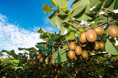 Photo of property in 374 Papatu Road, Manutuke, 4072