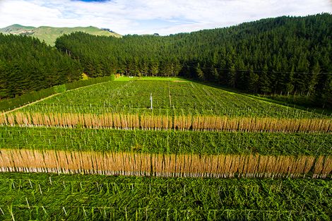 Photo of property in 374 Papatu Road, Manutuke, 4072