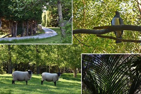 Photo of property in 245 Metcalfe Road, Matakohe, 0593