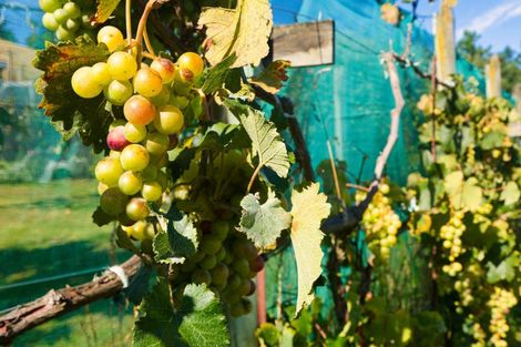 Photo of property in 317 Caseys Road, Blind River, Seddon, 7285