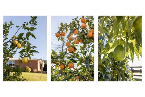 Photo of property in 63a Mountier Road, Whakamarama, Katikati, 3181