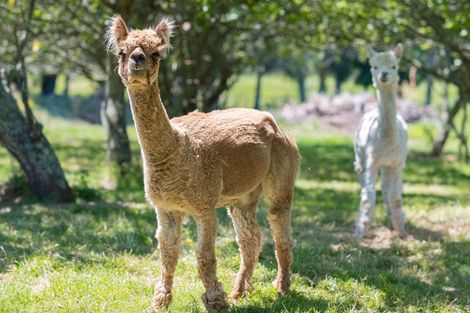 Photo of property in 266 Onehunga Road, Bay View, Napier, 4182