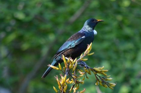 Photo of property in 136 Pohangina Valley Road East, Ashhurst, 4884