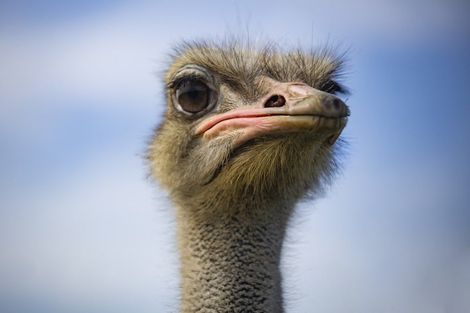 Photo of property in 308 Henderson Valley Road, Henderson Valley, Auckland, 0612