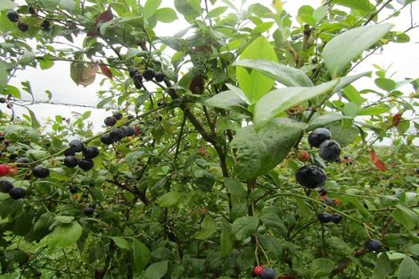 Photo of property in 549a Seddon Road, Gordonton, Hamilton, 3287