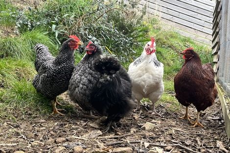 Photo of property in 67 Mercury Way, Whitby, Porirua, 5024