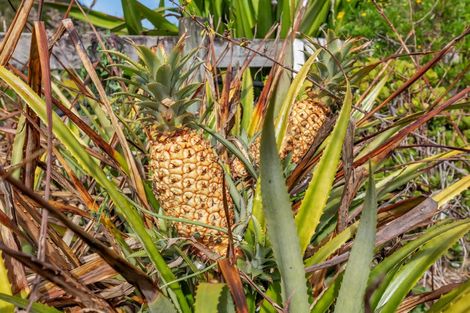 Photo of property in 9 Crawford Road, Maungakaramea, Whangarei, 0178