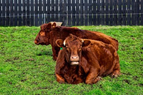 Photo of property in 250 Te Arei Road, Huirangi, New Plymouth, 4373