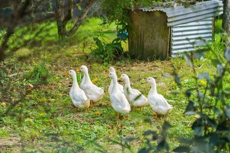 Photo of property in 288 Oropi Gorge Road, Oropi, Tauranga, 3173