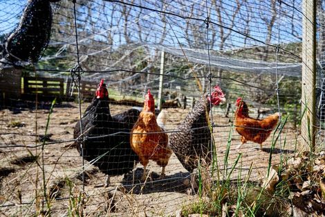 Photo of property in 660p Cathedral Road, Domett, Cheviot, 7383