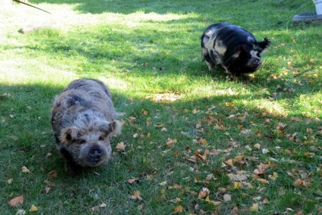 Photo of property in 475 Driving Creek Road, Coromandel, 3506